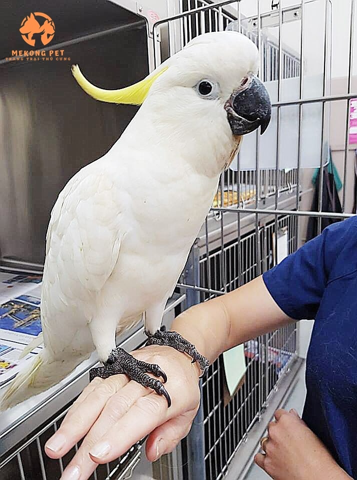 Bán giống vẹt cockatoo uy tín tại Tphcm, Bình Dương, Đồng Nai,...